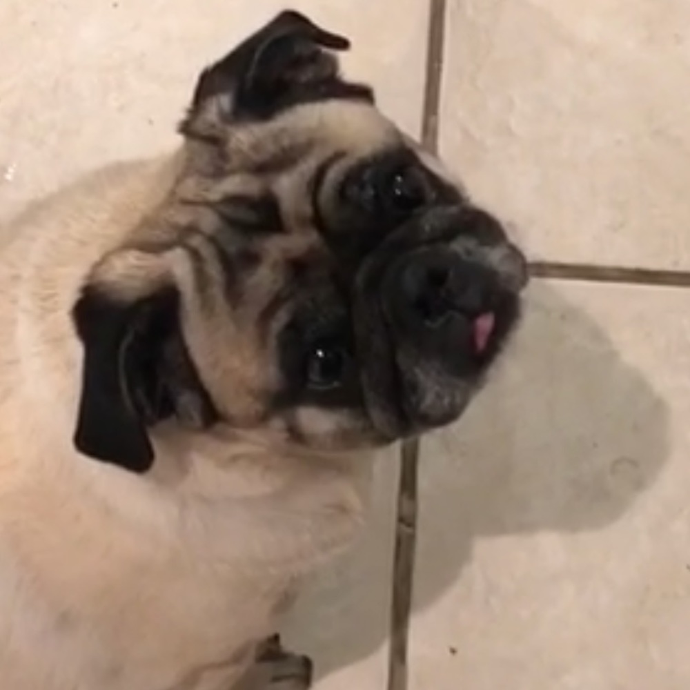 Meet your Posher, Martha